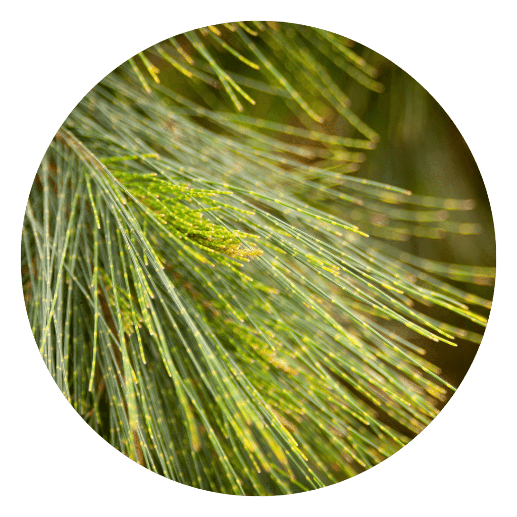 Pine Needles from our wild-crafted tallow made for skin rash relief