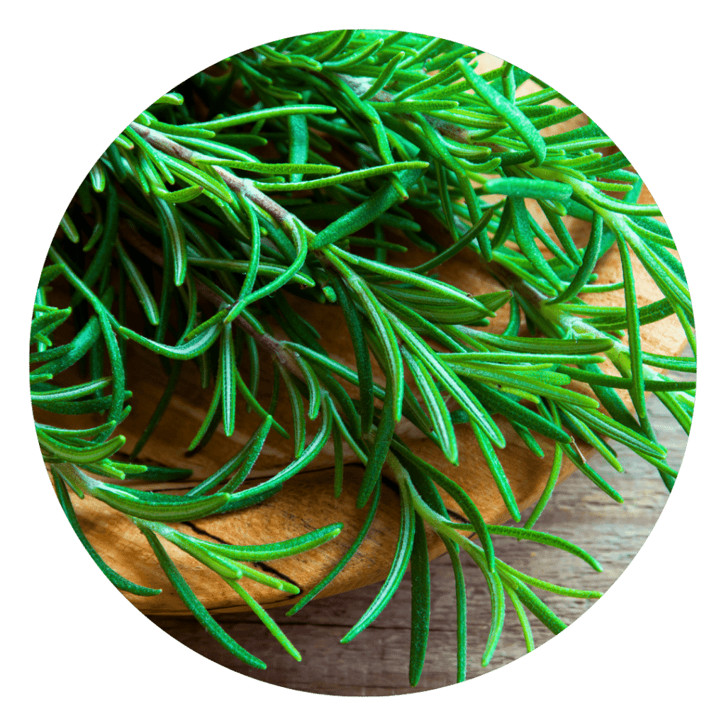 Rosemary Leaves used in tallow made for skin rash relief and PUPPs remedies