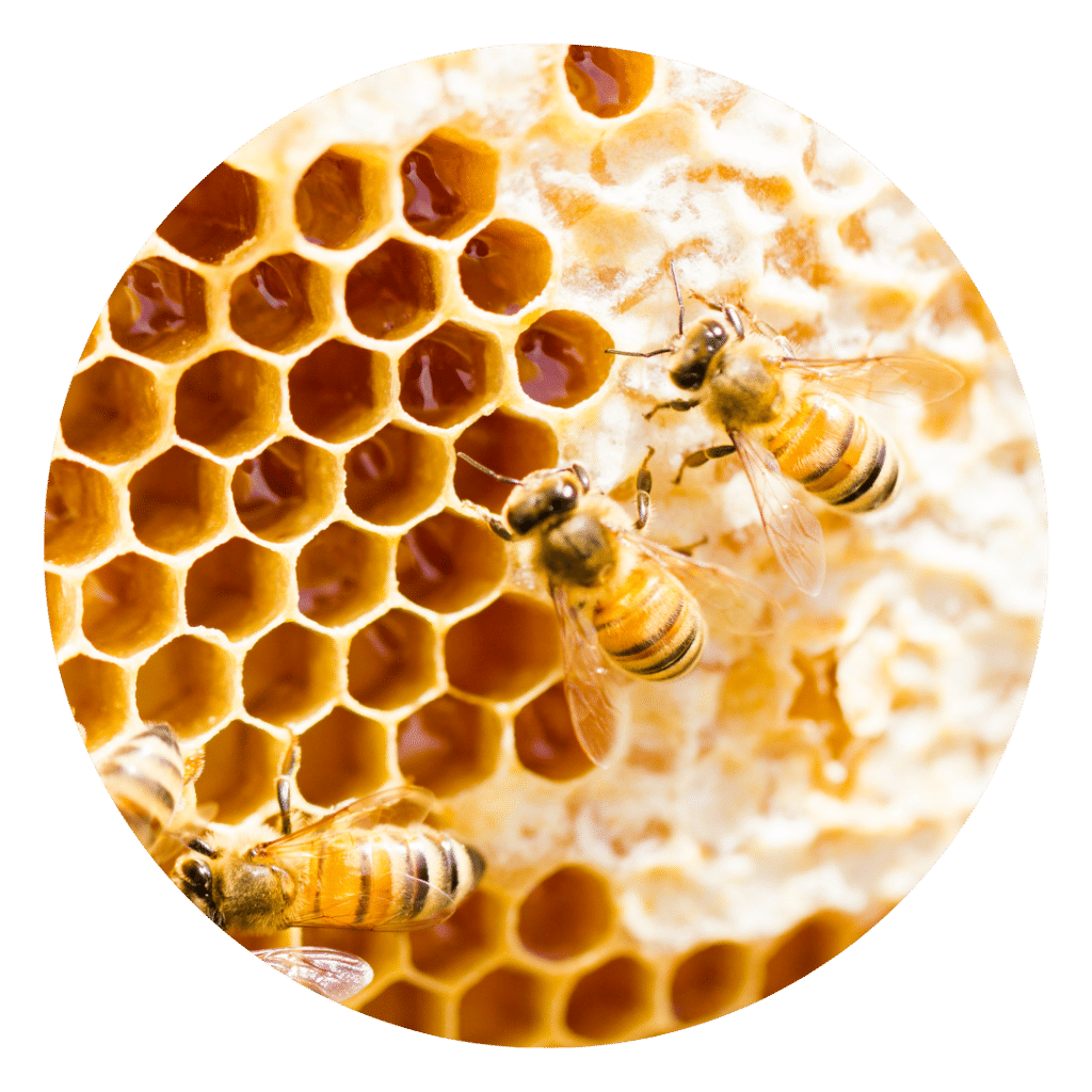 Beeswax