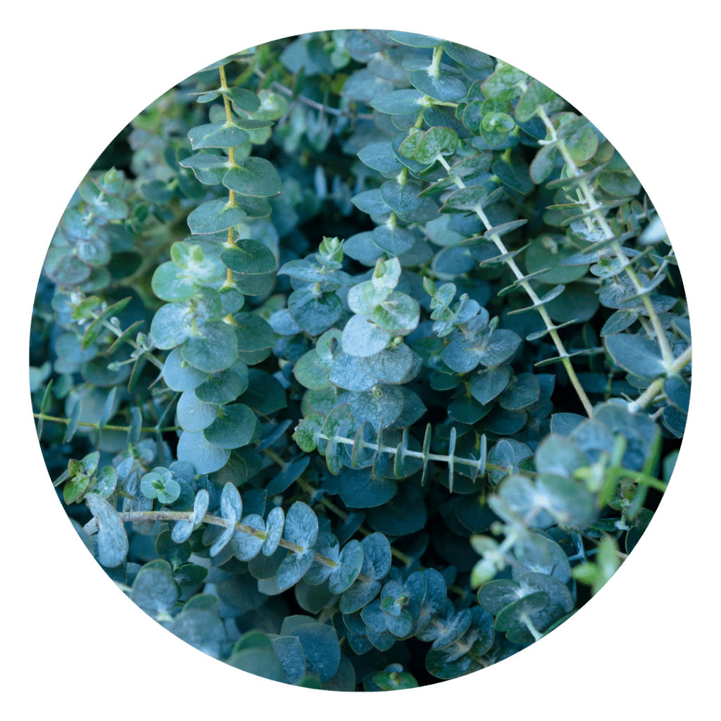 Eucalyptus Leaves