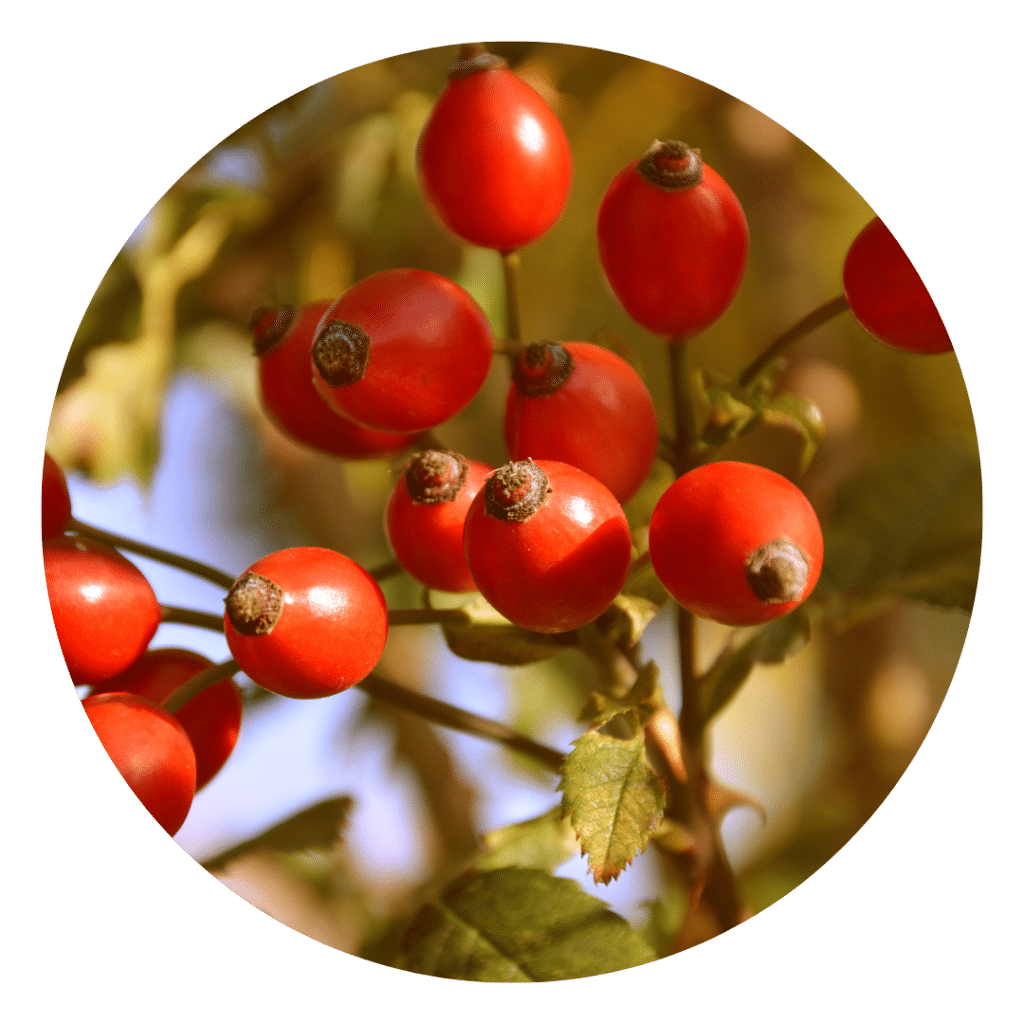 Rose Hips
