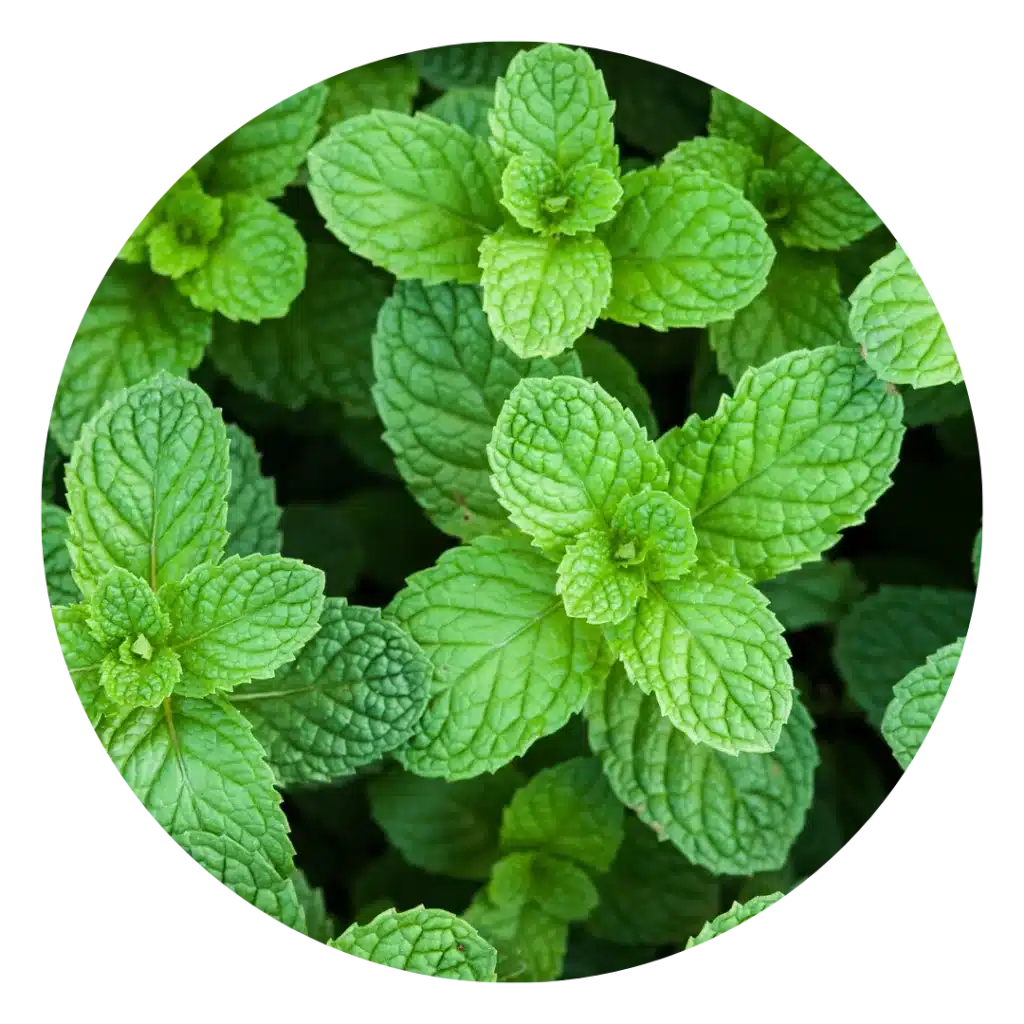 organic peppermint
